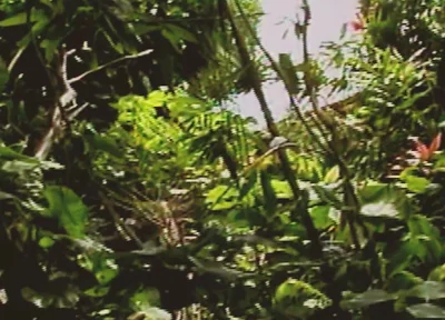 Gay Island Scene-2_two Muscular Gay Men Fucking Hard in the Jungle