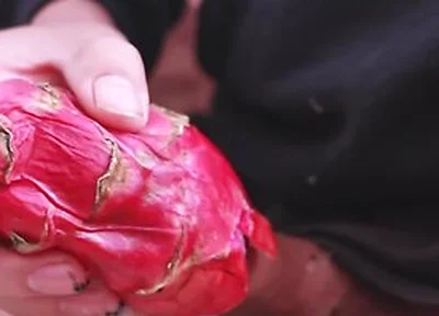 I Was So Horny I Used A Dragon Fruit To Jerk Off And Then Took A Long Piss