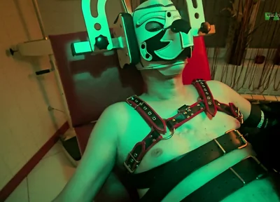 Playing Puppies the Second Examination