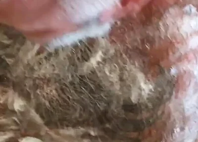 Still Dirty