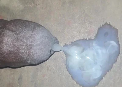 A Big Black Cock Full of Cum