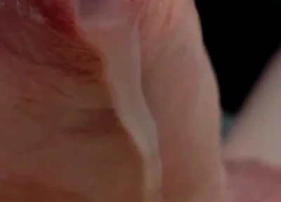Phimosis Cock Leaking Cum Close-up Hands-free