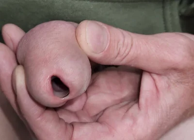 Urethral Toys and Gaping Pee Hole While Urinating
