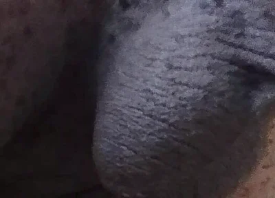 Come See My Hairy Huge Balls