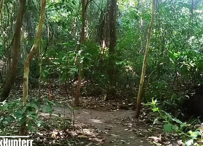 Cumming in the Park
