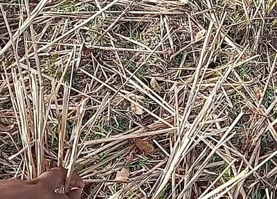 Bhabhi Gay Boy Outdoor Masterbate Pussy Hole