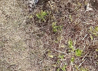 Outdoor Fucking Anal and Pussy Gay Boy