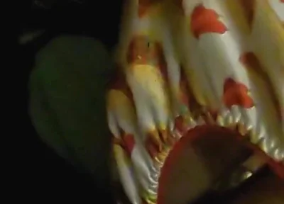 Satin taco thong bulge play jerk & cum