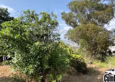 Caught Sucking Big Cock Blow Job Swallow Cum