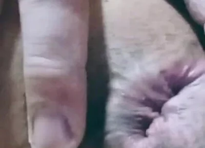 Nice Anal