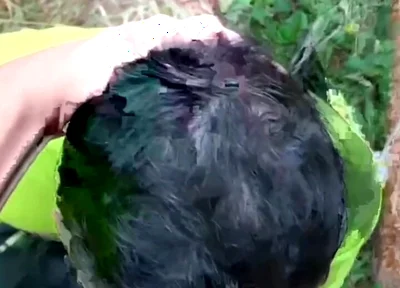 Two Males of Large Piroca Making Blows in the Forest.