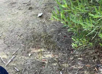 Cruising Adventures: Ep. 3, Madrid Outdoor Suck and Fuck Latino Guy and His Boyfriend