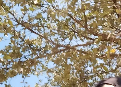 Me in the Park Alone Giving Pleasure to Till I Get Milk