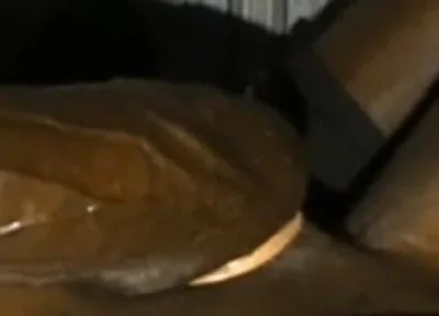 Rubbing Squeezing My Big Balls Stroking My BBC