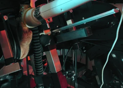 Rubber Discipline Revenge