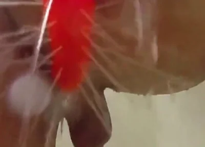 Using a Shower Spray Dildo