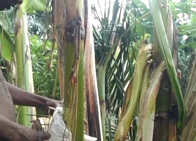 Man All Alone in the Forest and Make the Plantain Tree Is Wife and Fuck on It