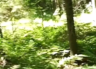 Chubbby Adventurer Forest Trips Over the Years