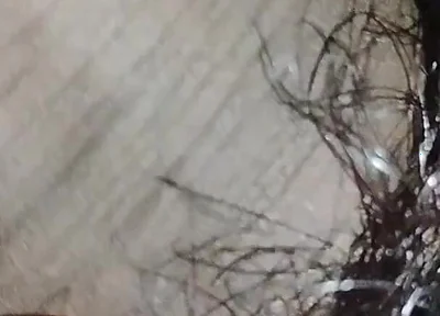 Indian Desi Boy Penis