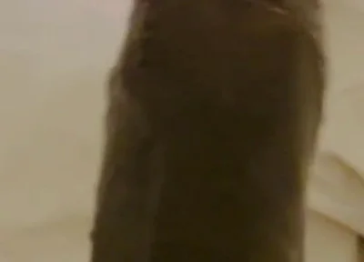 Nothing Stops Me From Wanking to Porn Daily