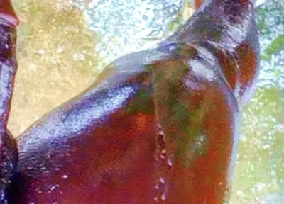 A Huge Dick Ready for Your Ass and Pussy