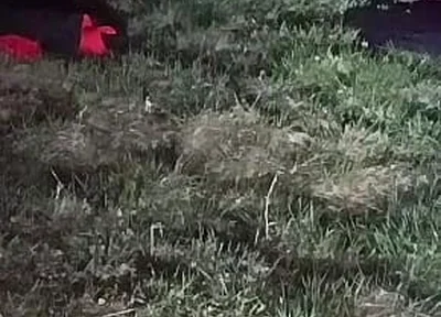 I Strip and Jerk off Outside at Night