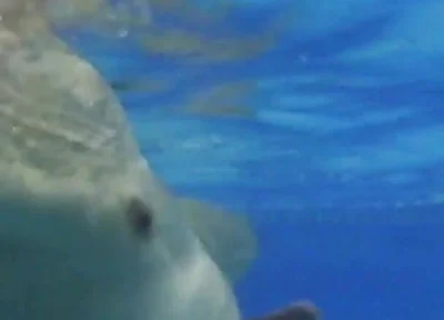 Indoor Public Pool Solo Uncut Nude Fit Man Swimming