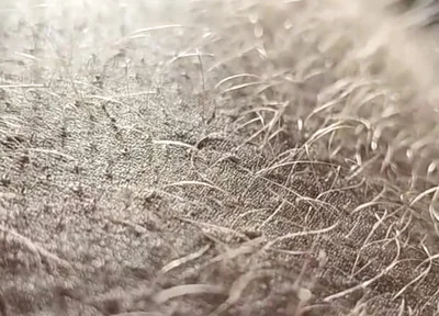 Ginger Fur