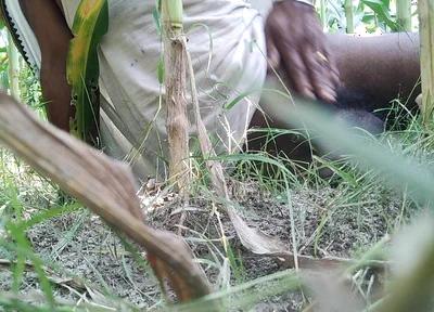 The Village Boy Went to the Cornfield and Hit Him Hard