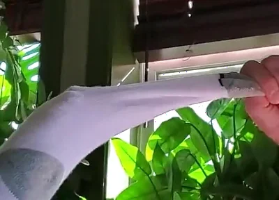 Bear Jerks off in White Sox with Some Help From BBC