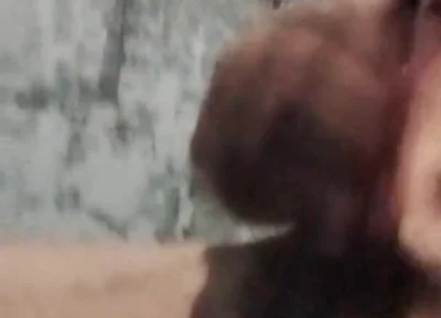 A Rare Sensation on the Cock
