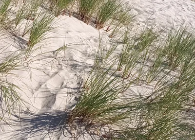 Hot Dilf Nude Beach Big Cock Showing off in the Dunes - Rockardglans