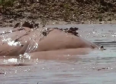 Deep, Creamy Brown Mud Bath in a Sand Pit