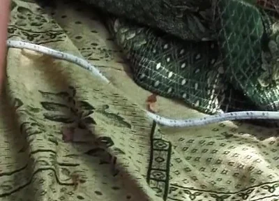 Young Sadist Whips an Old Pig Tied up in the Woods