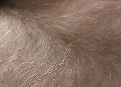 Anybody Want to Run Their Hands Over My Hairy Ginger Chest and Belly?
