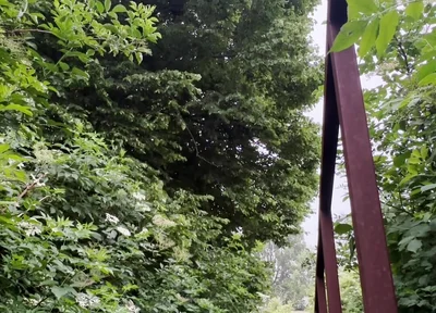 Netherland Guy Dared Strips and Walks Naked in the Park Candid