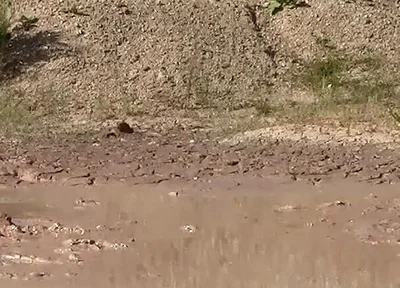 A Great Mud Adventure