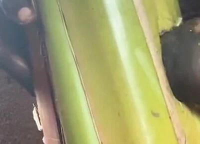 Best Plantain Tree Fucking Cumin Amateur