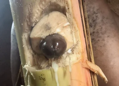 Best Plantain Tree Fucking Cumin Amateur