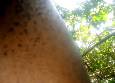 Travel bush