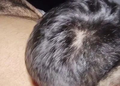 Suck My Fat Pig's Dick