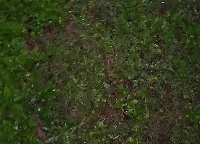 Almost Caught in a Park