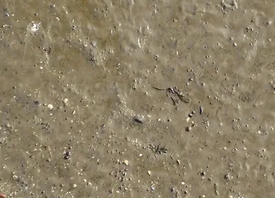Short Test in the Mudflats on the Beach of Horumersiel
