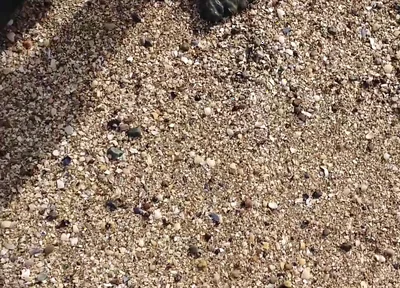 Short Test in the Mudflats on the Beach of Horumersiel