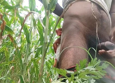 Big Black Hawking in the Cornfield