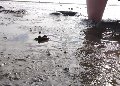 In Fine Stockings in the Wadden Sea of Wangerland