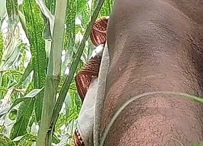 Big Black Hawking in the Cornfield