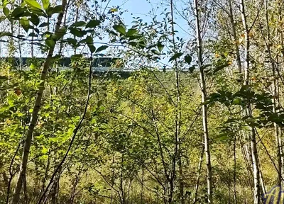 Jerking off in the Woods Near the Highway. I Almost Got Caught!
