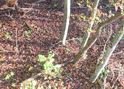 Big Bear Hunting in the Treestand