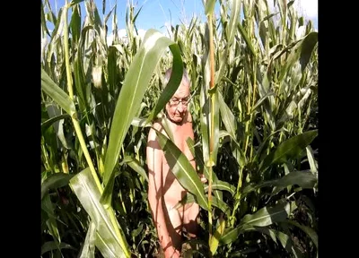 Maize Walk